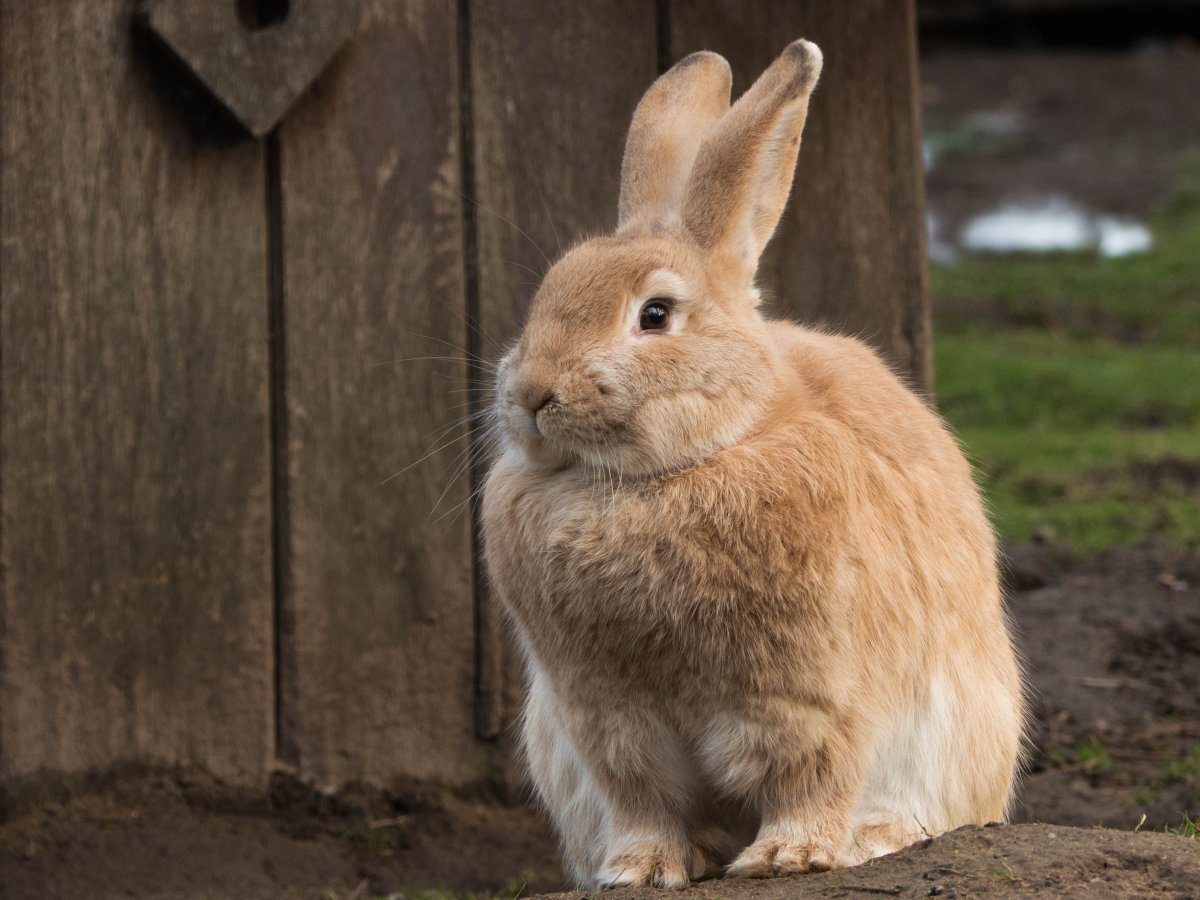 可爱的兔子：小动物之乐