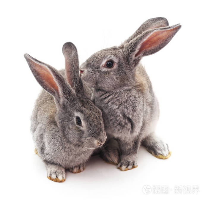 兔子的作文_我最喜欢的动物英语作文兔子_我的心爱之物作文兔子