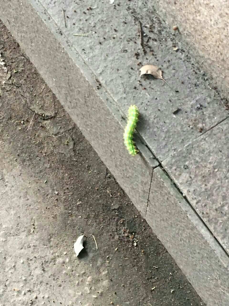 毛毛虫变蝴蝶的游戏_变蝴蝶毛毛虫变蝴蝶_毛毛虫变蝴蝶音乐游戏