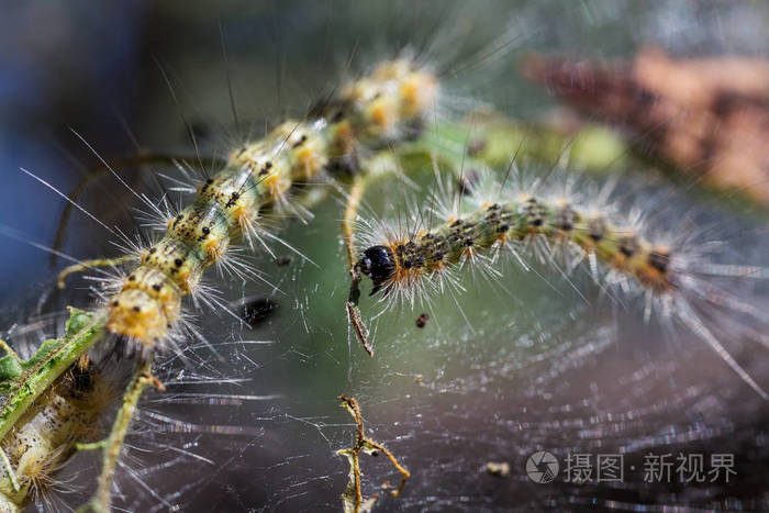 毛毛虫变蝴蝶的游戏_毛毛虫变蝴蝶音乐游戏_变蝴蝶毛毛虫变蝴蝶