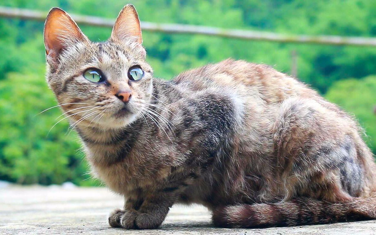 蛋疼五侠11集_大山猫蛋疼五侠第二季第三集_cf蛋疼五侠11集