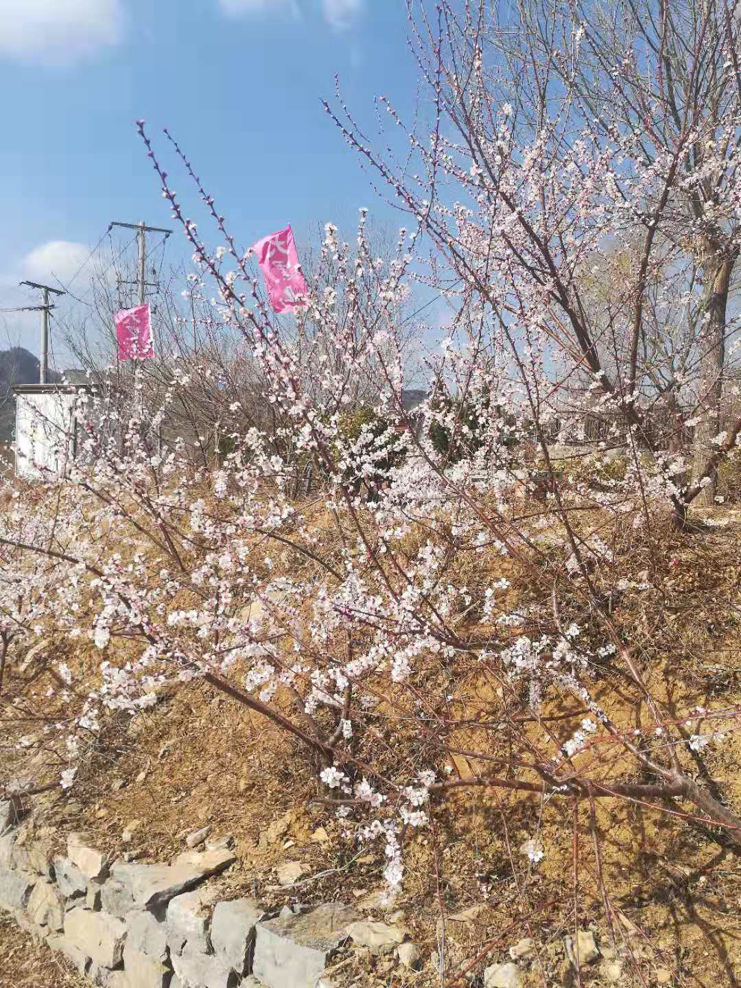 青州蜜桃树苗在哪里买_青州冬雪蜜桃树图片_青州蜜桃是冬桃吗