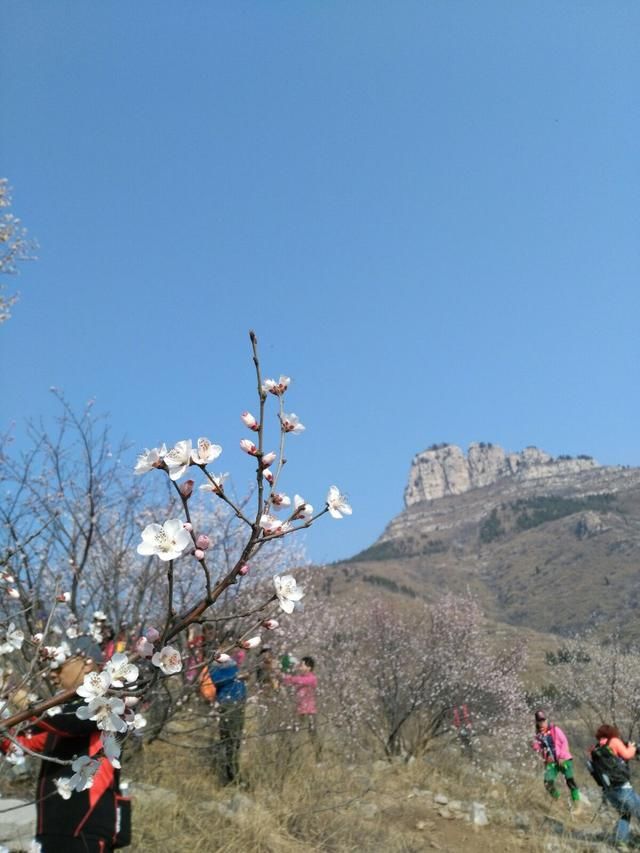 青州蜜桃树苗在哪里买_青州冬雪蜜桃树图片_青州蜜桃是冬桃吗