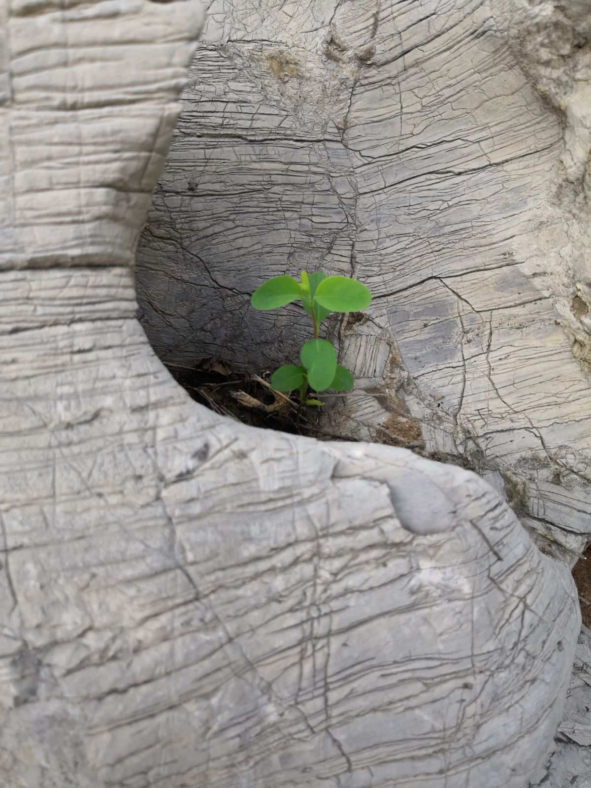 保卫植物战中文无限叶_植物保卫战修改版_植物保卫战破解版无限点数