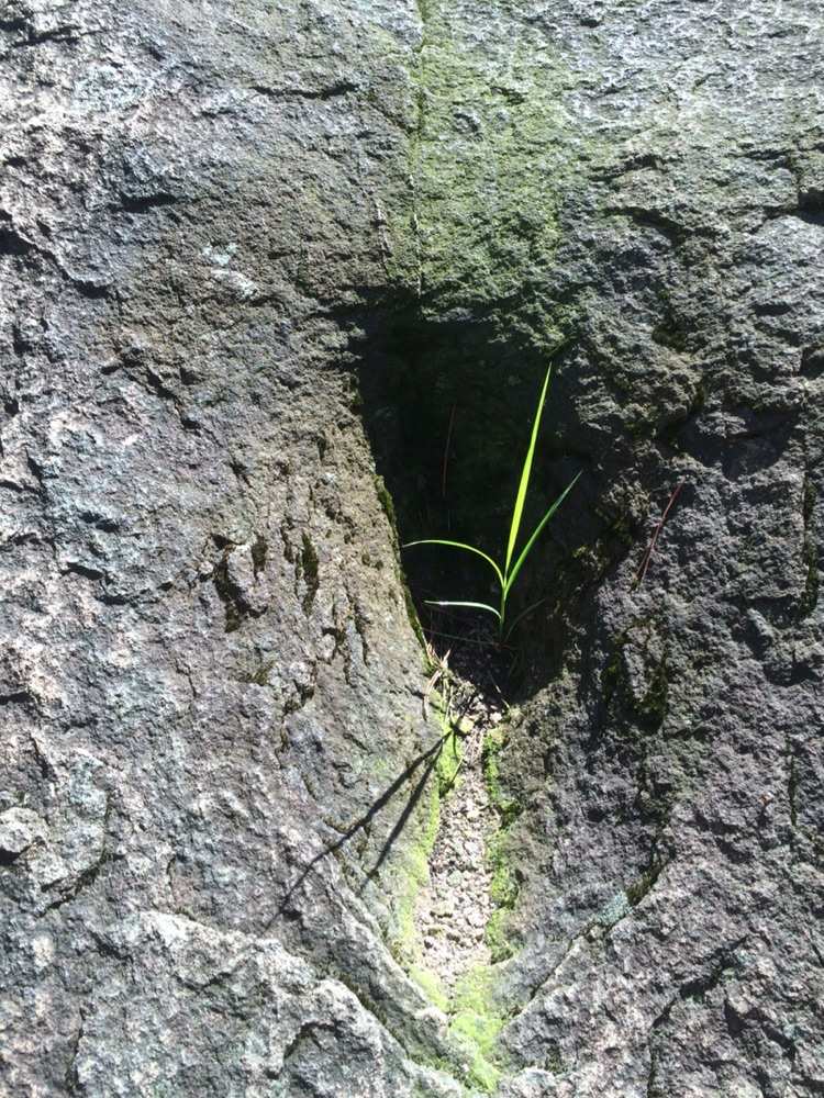 植物保卫战修改版_植物保卫战破解版无限点数_保卫植物战中文无限叶