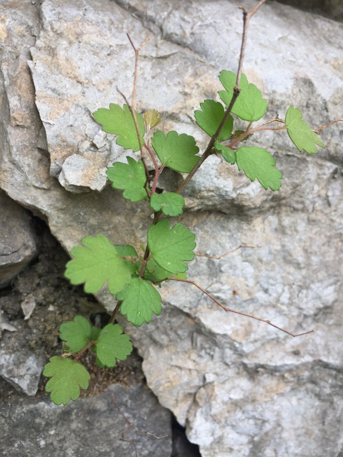 植物保卫战修改版_保卫植物战中文无限叶_植物保卫战破解版无限点数