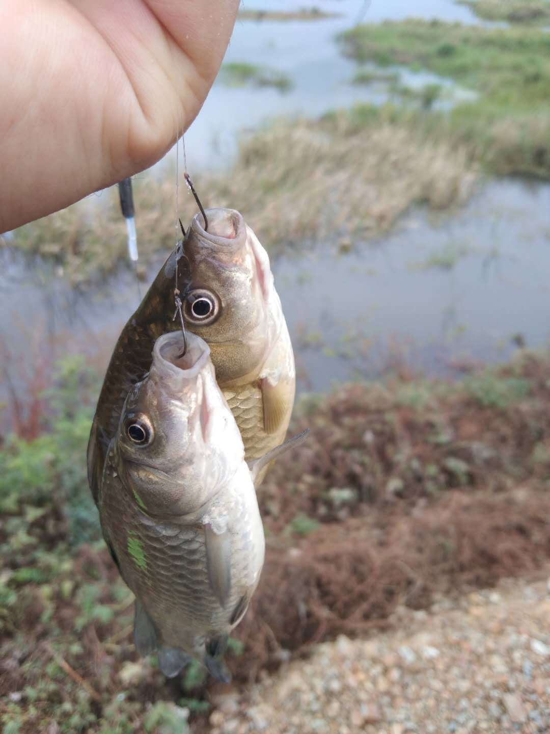 手机钓鱼，随时感受江湖乐趣！