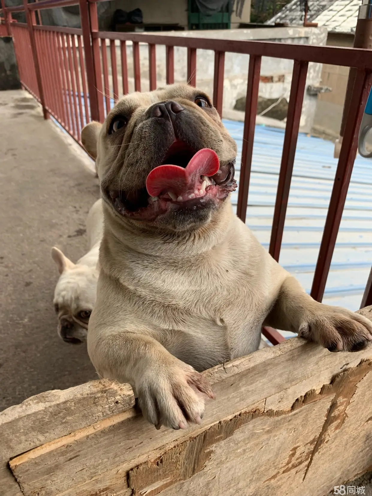 加纳利犬和马犬打架_昆明犬与马犬打架视频_两只法国斗牛犬会打架吗