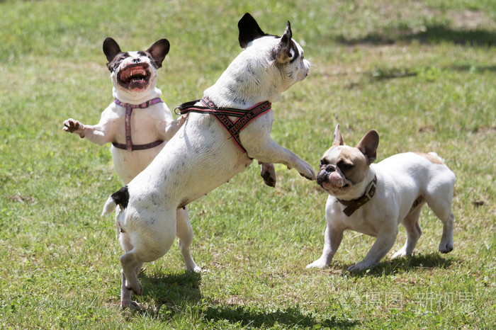 加纳利犬和马犬打架_两只法国斗牛犬会打架吗_昆明犬与马犬打架视频