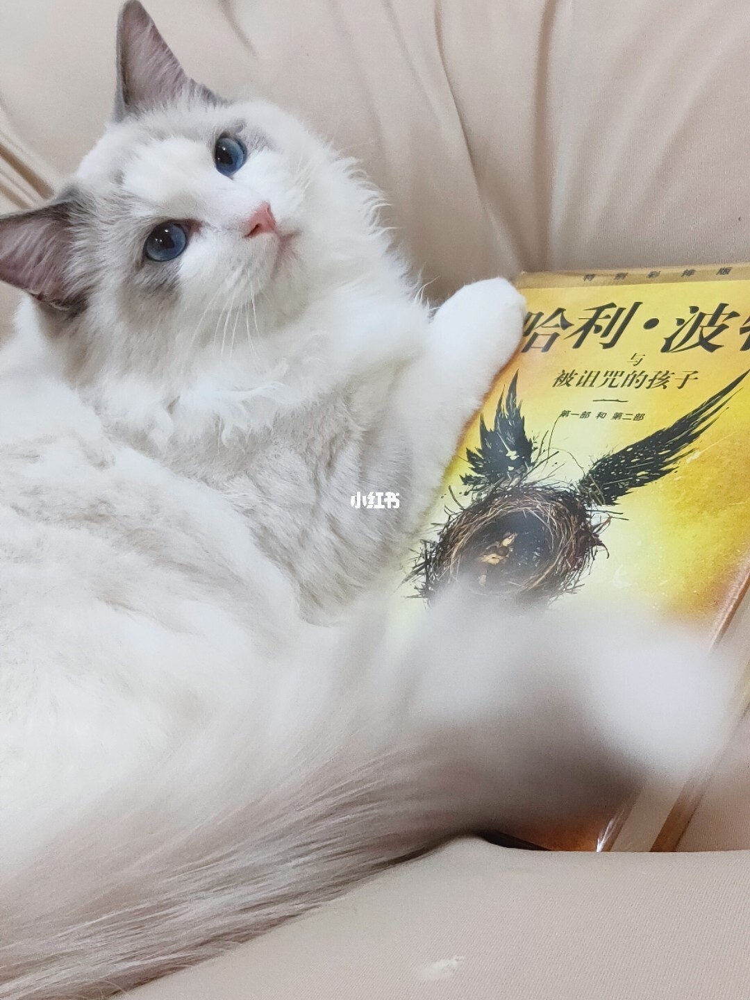 猫国物语 pdf 下载_猫国物语+pdf_猫国物语下载