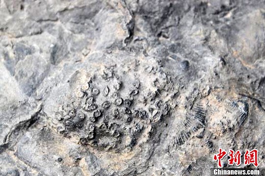 考古学家惊艳发现光泽毛发的Wow化石幼兽