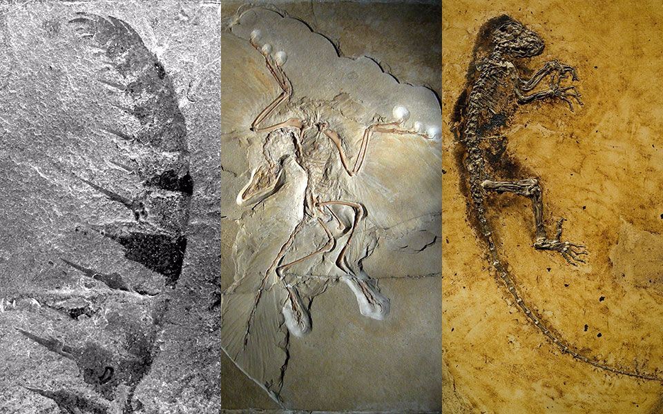 魔兽世界化石考古场在哪_魔兽世界化石考古碎片有什么用_wow考古化石幼兽