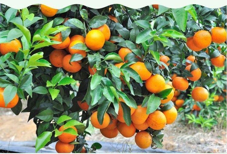 橘子里好玩的游戏_种橘子游戏_橘子种有什么功效和作用