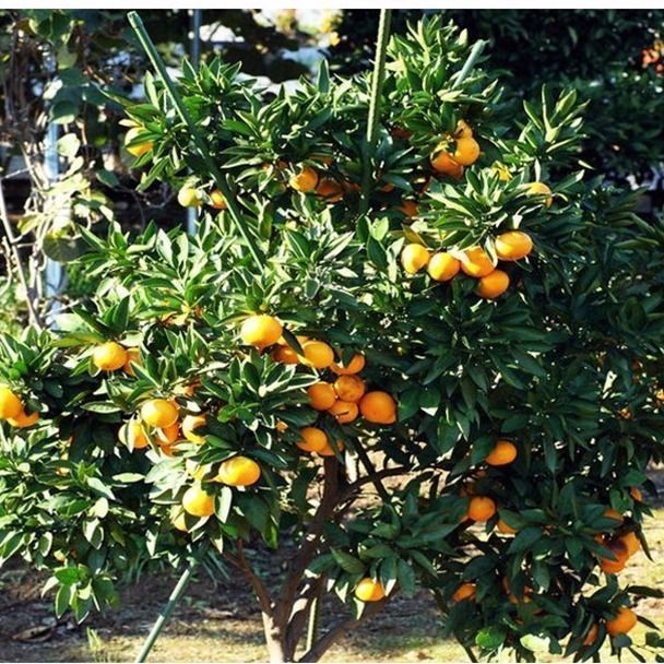 橘子种有什么功效和作用_种橘子游戏_橘子里好玩的游戏