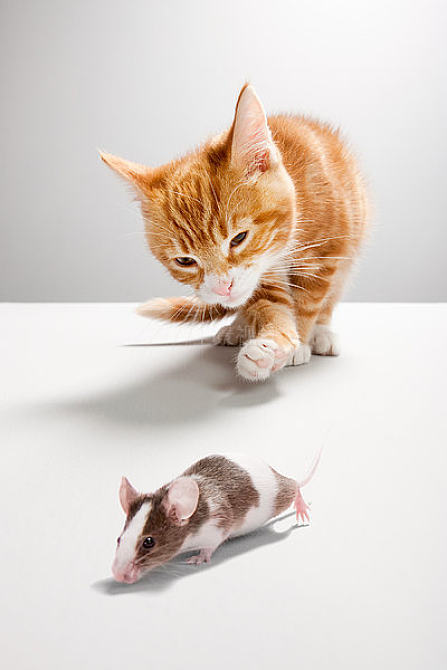 猫老鼠手游_猫和老鼠游戏_猫抓老鼠的游戏
