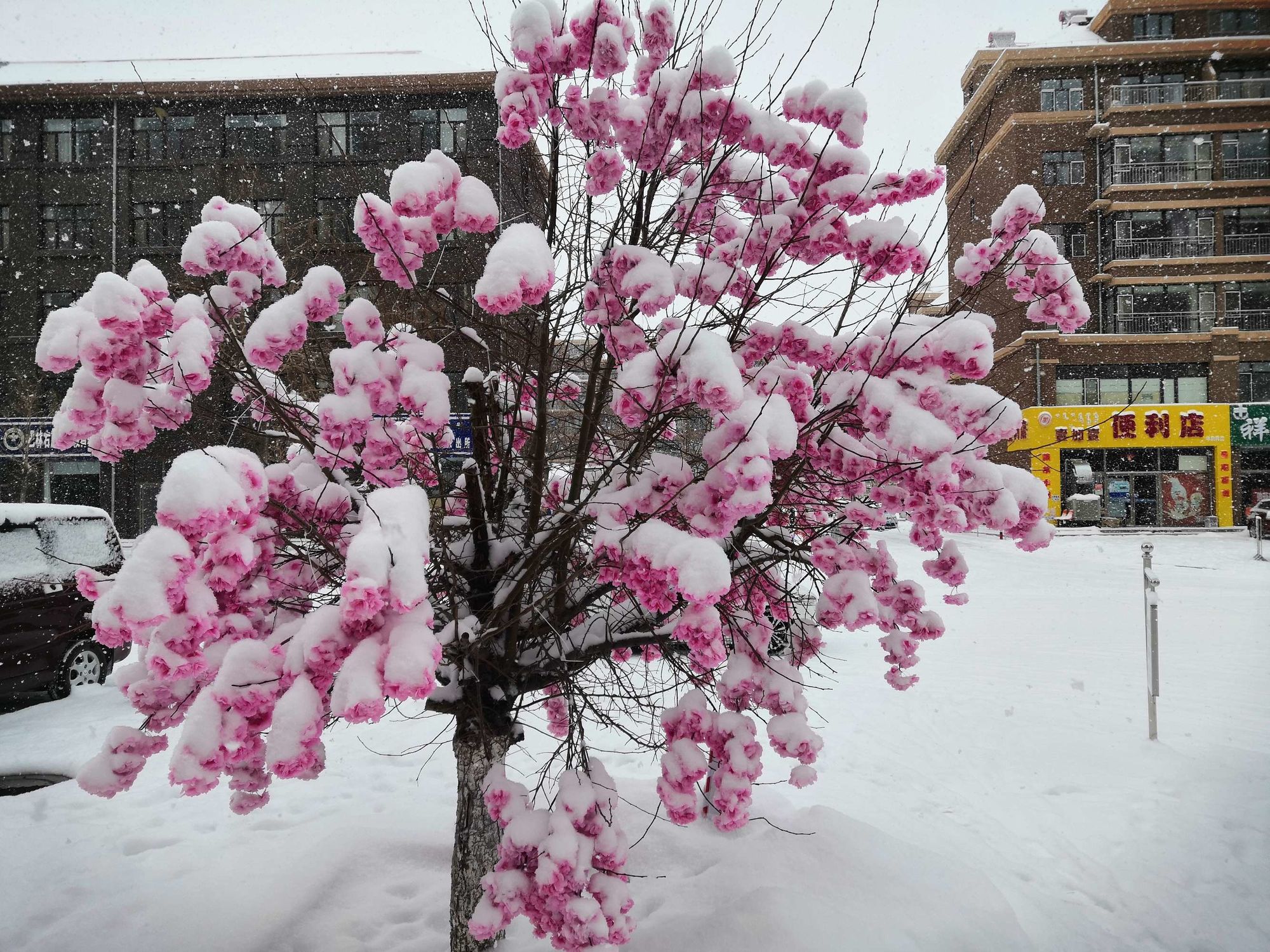 梅山梅雪争春古诗_穴山梅雪_梅花山的雪