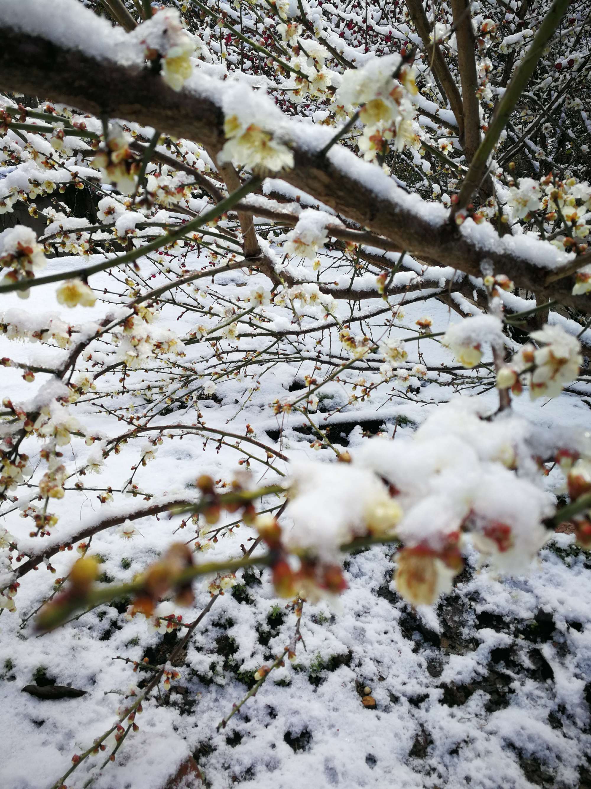 梅花山的雪_梅山梅雪争春古诗_穴山梅雪