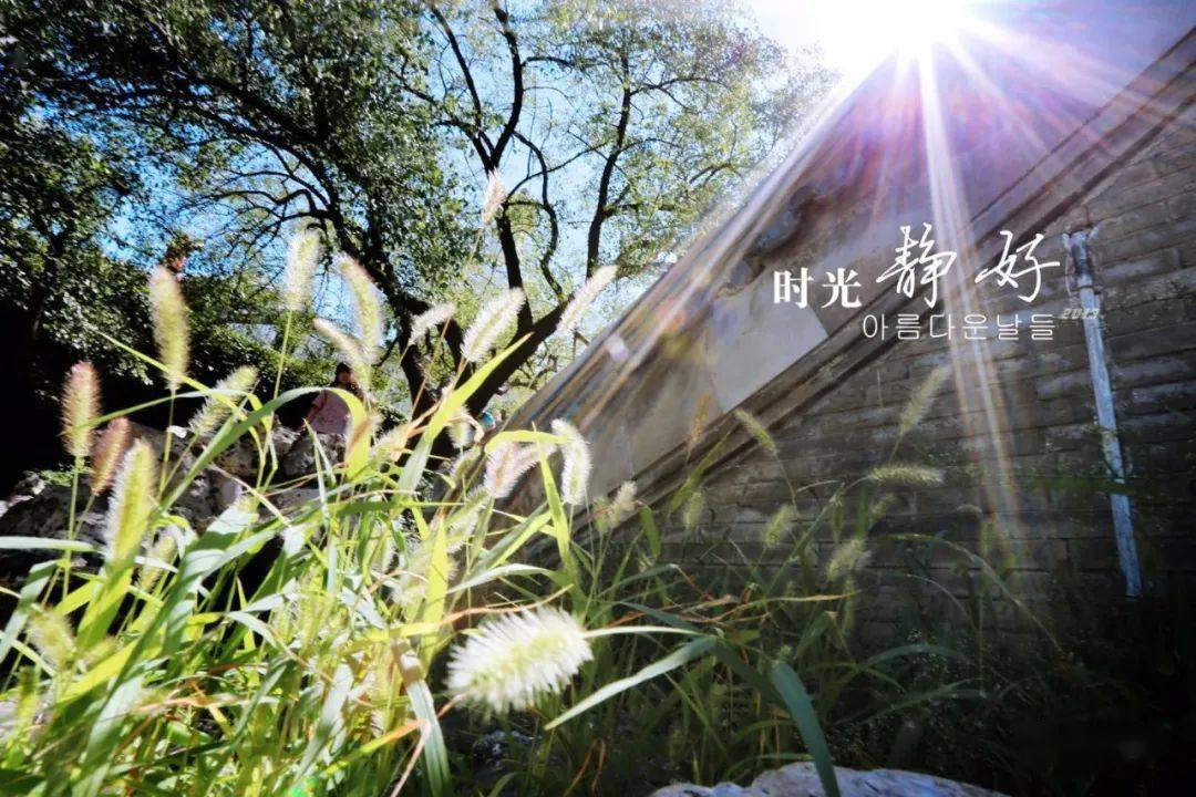 朝昔的意思_朝昔