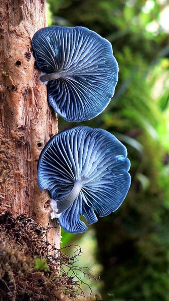 蘑菇影