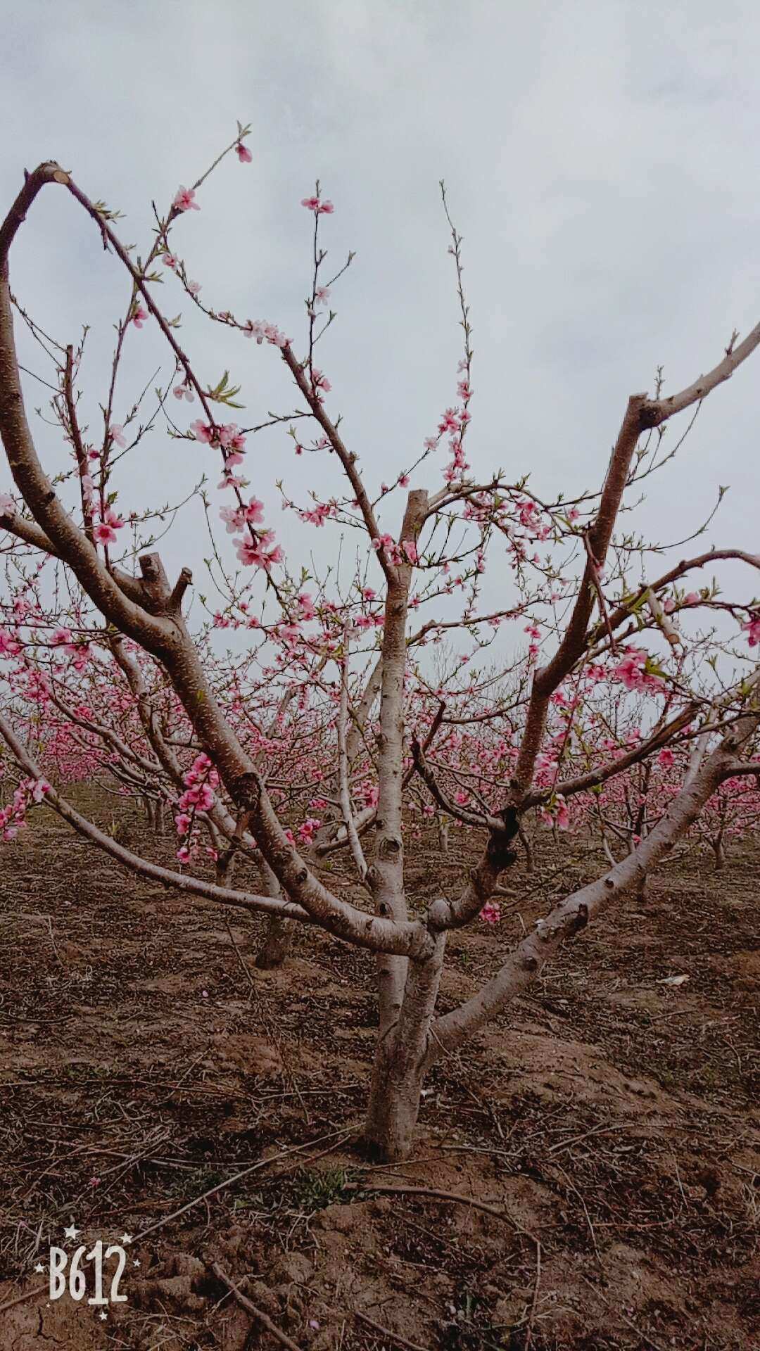 桃姬物语游戏人物图片_桃姬物语_桃姬物语卡牌类游戏