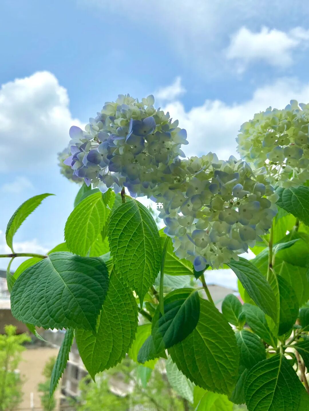 花开烈日，夏之歌