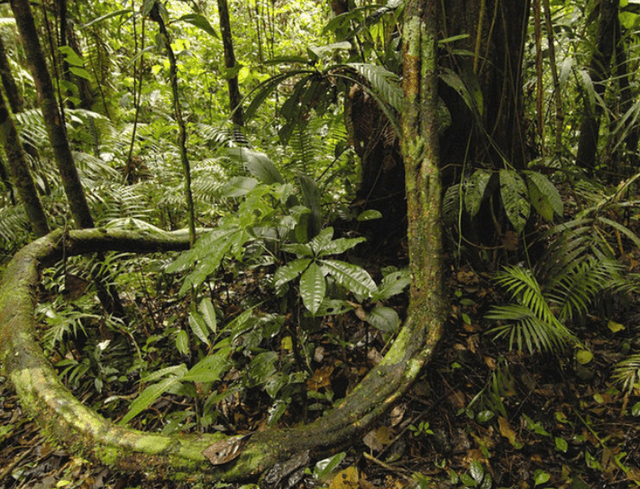 《热带雨林历险记》_热带雨林历险记_热带雨林历险记这本书怎么样