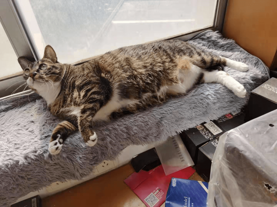 全新升级猫咪社区2.0正式上线啦！！!!！