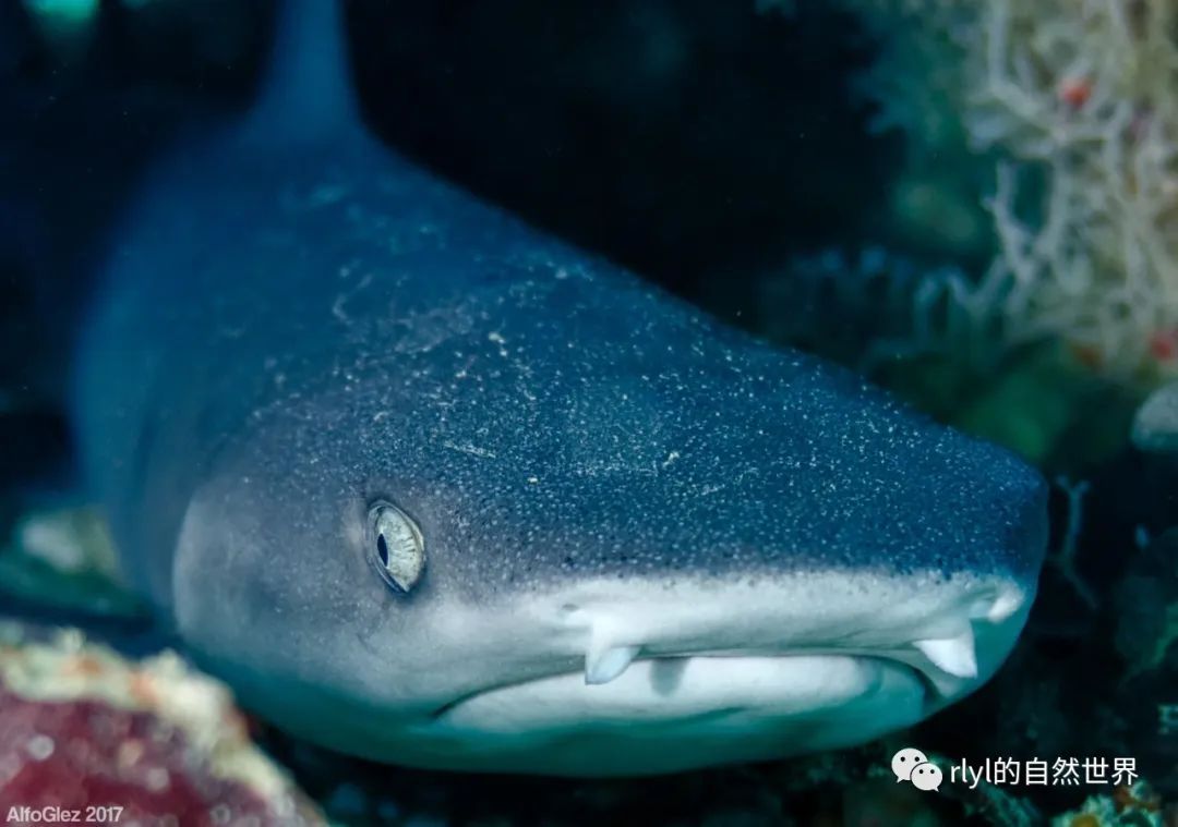 神秘生物：探寻大金鲨的海洋奇遇