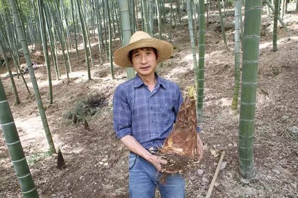 夺笋高手破解版免广告_夺笋高手_夺笋高手官方正版下载