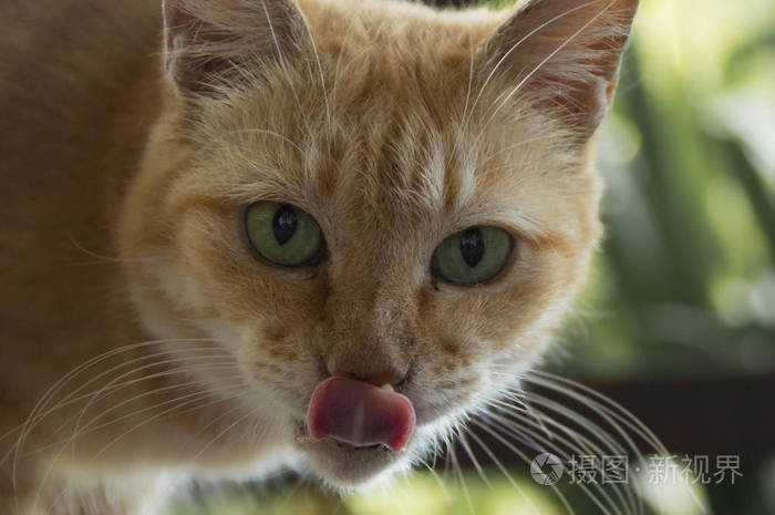 猫头目_猫头目_猫头目