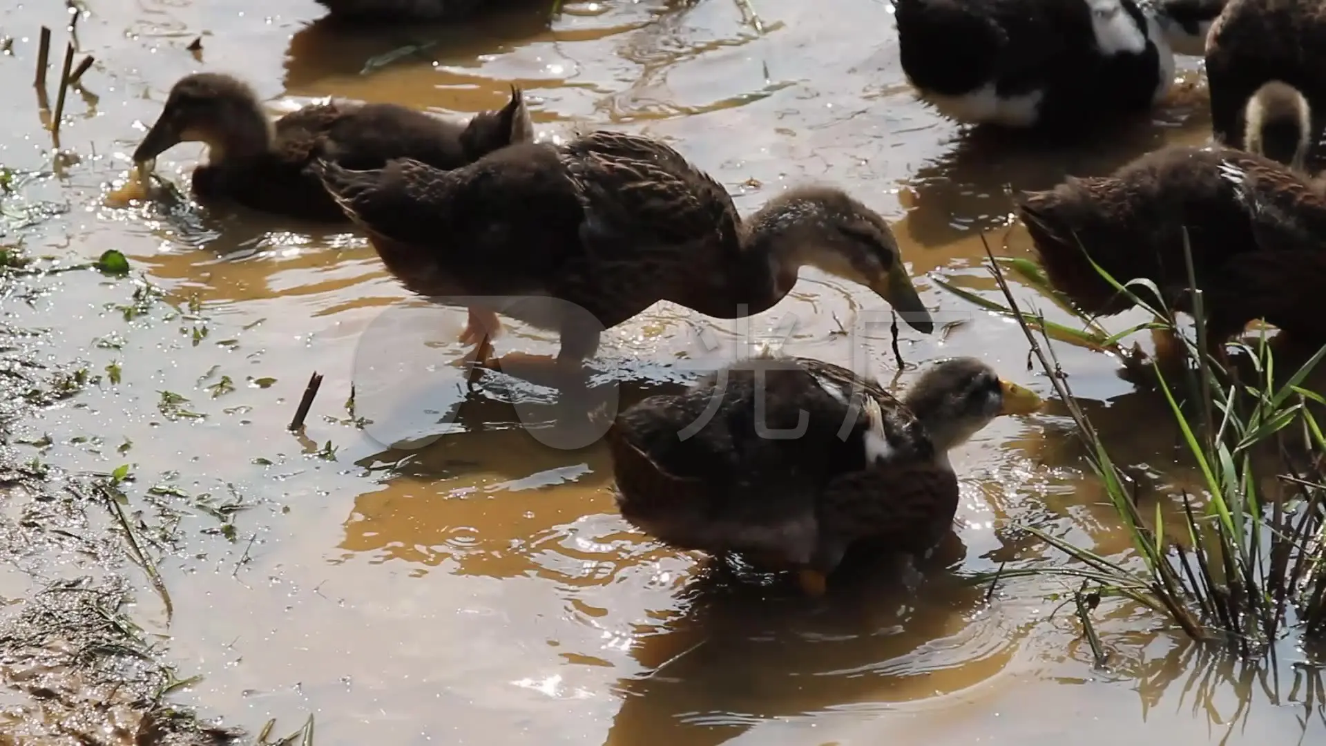 视频小鸭子过马路作文_小鸭视频_视频小鸭子排队过泥路