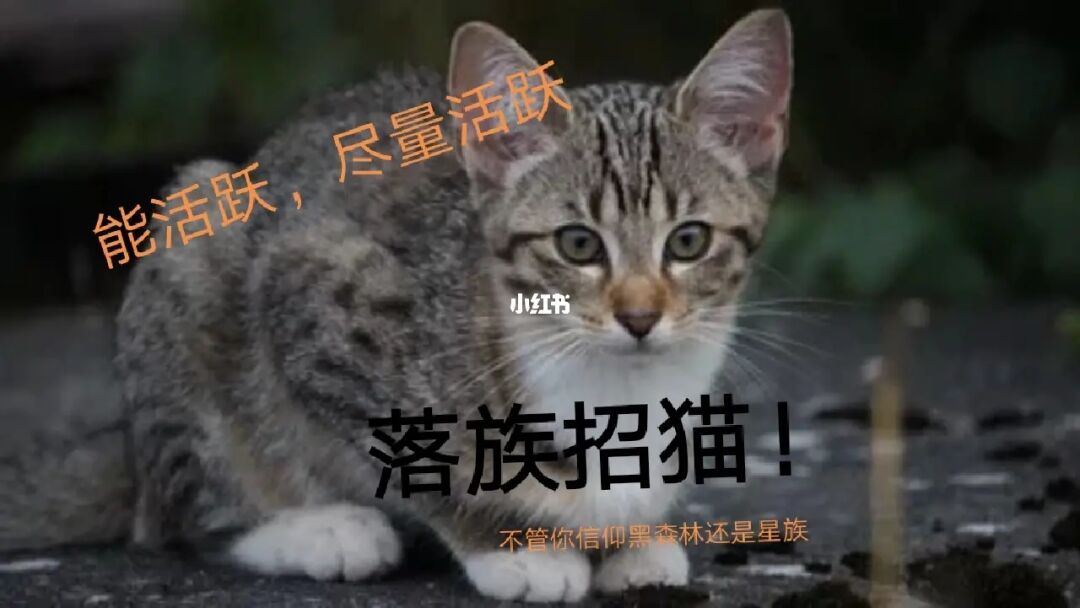 将军猫图片_将军猫是指哪个生肖_猫将军