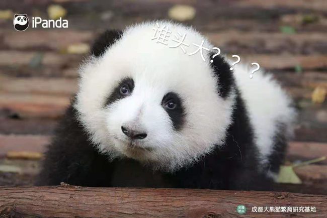 熊猫吃短信：大自然保护区的惊人故事