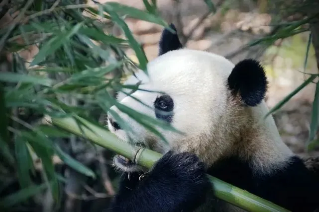 已购熊猫吃短信id分享_熊猫吃短信垃圾短信过滤_熊猫吃短信