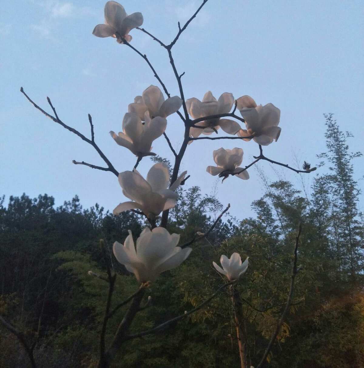 无言月行_无言之月_无言之月
