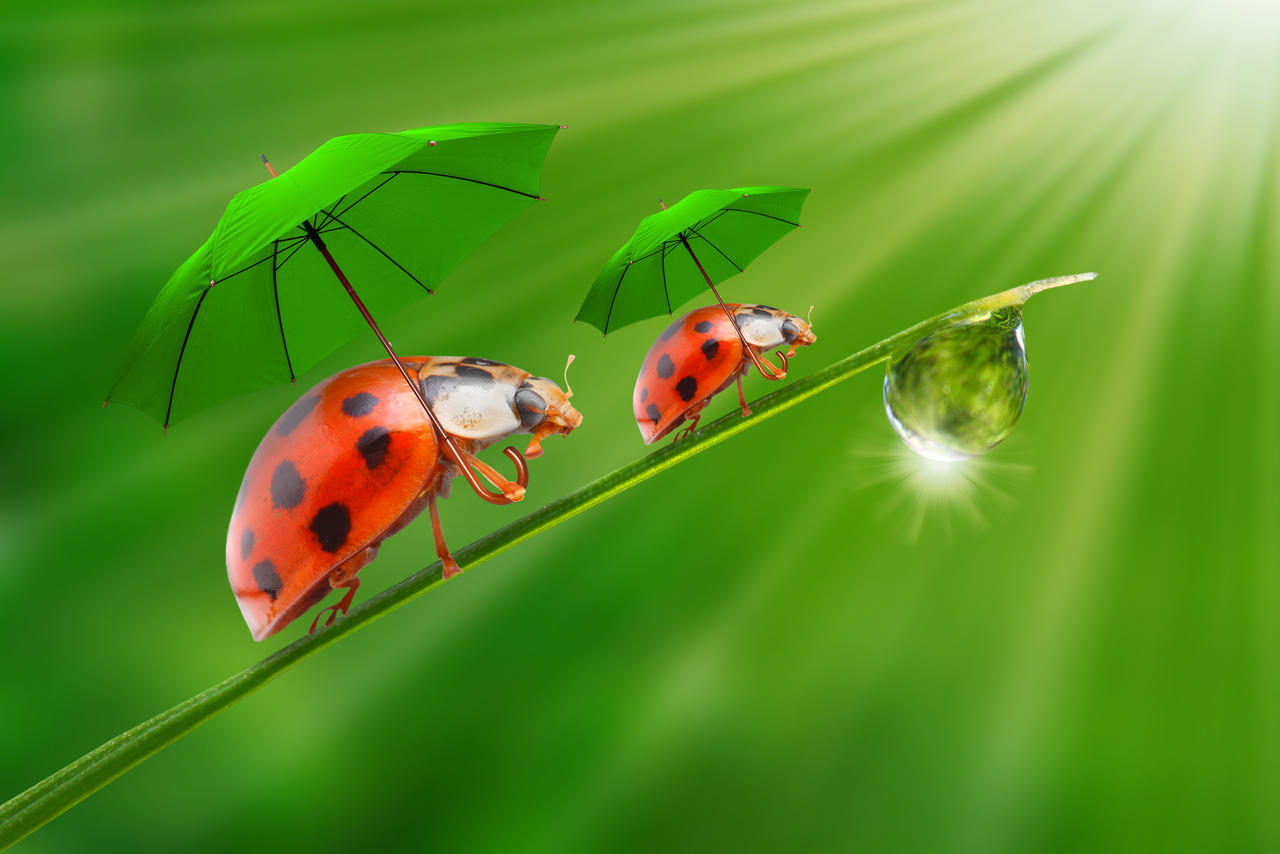 小动物或植物_什么动植物像伞_什么植物是小动物的伞