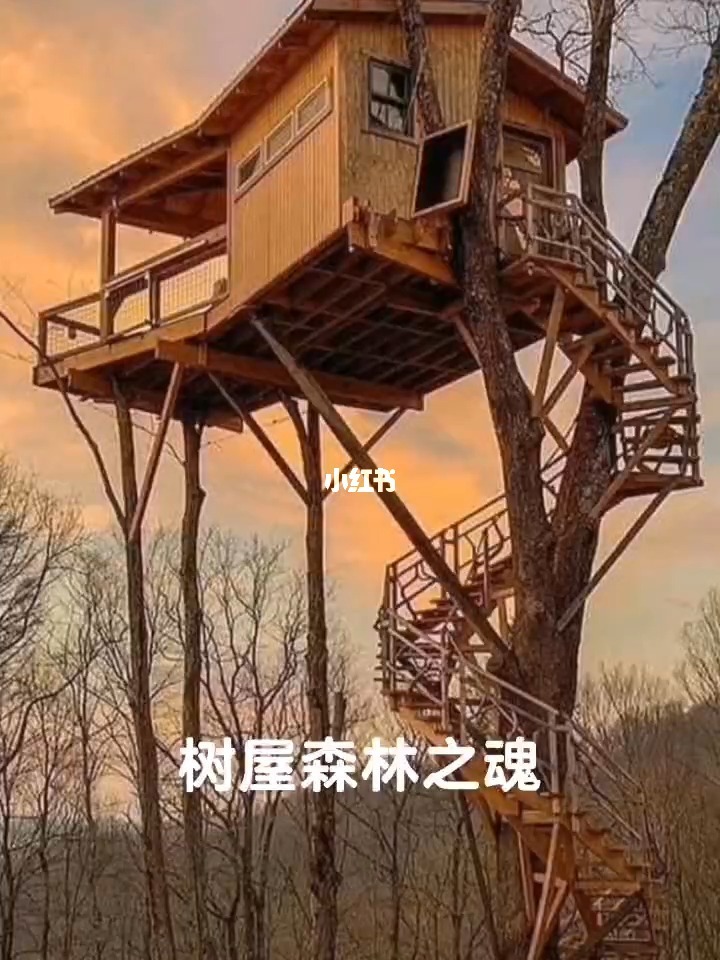 圣木的功效与作用_圣木空间奇遇_圣木