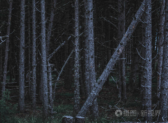 黑暗森林怎么过_奥日与黑暗森林_奥黑暗森林的游戏