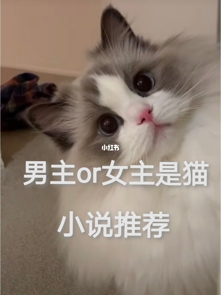 聪明伶俐的小猫咪，喵喵来啦