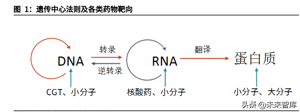 科学家研究死亡细胞图纸，为生命延续铺就新路