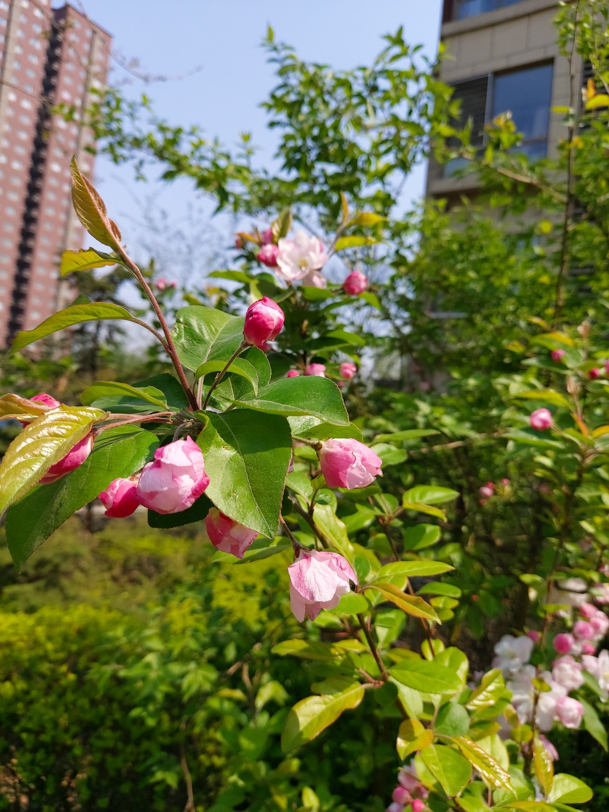 那一树海棠阅读答案_海棠花盛开全文阅读_海棠阅读