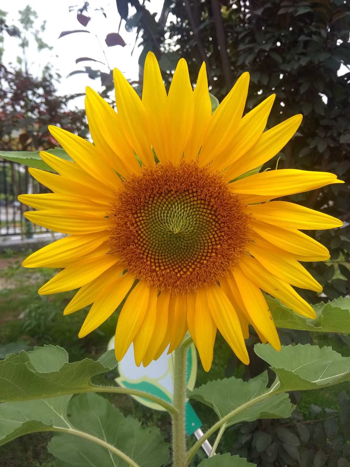 1.4泰拉瑞亚世纪之花_泰拉瑞亚世纪之花_世纪之花泰拉瑞亚