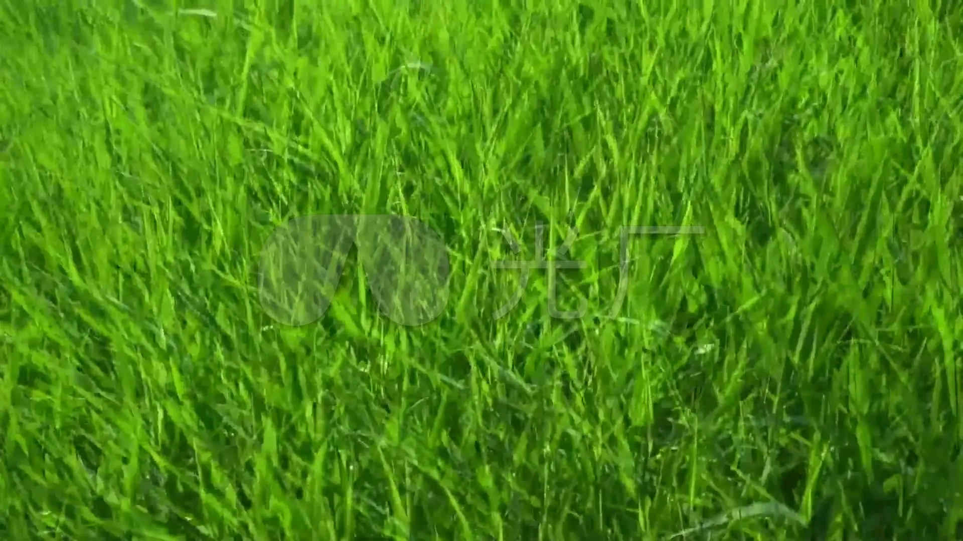 我是一名学生参赛影片：青春草原的故事