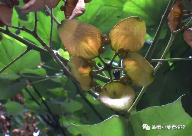 梧桐果_梧桐果网申_梧桐果图片