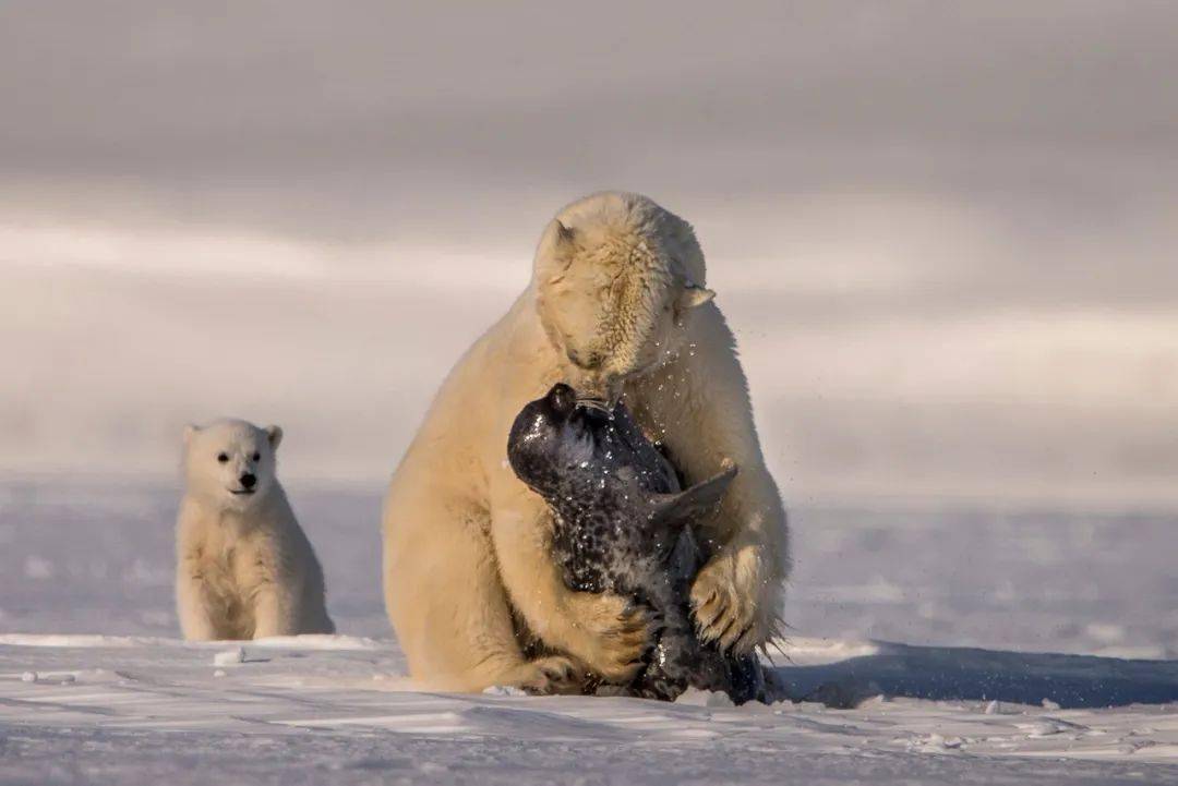 我的世界北极熊怎么驯服_北极熊捕食驯鹿_北极熊能驯服吗