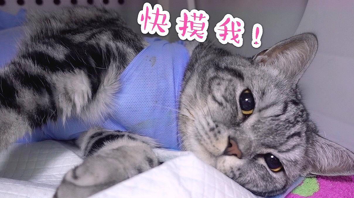 世界记录，快猫官网，全新学校项目