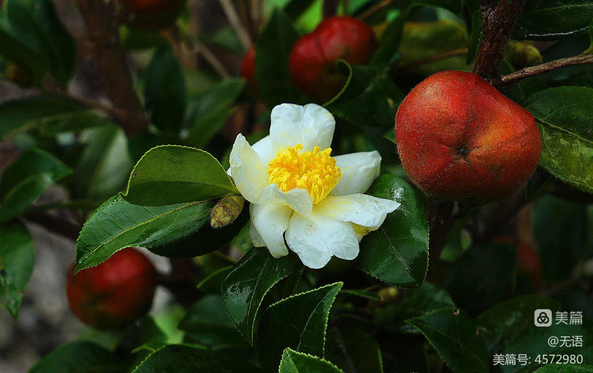 《斗战神花果山宝匣》第38集花果