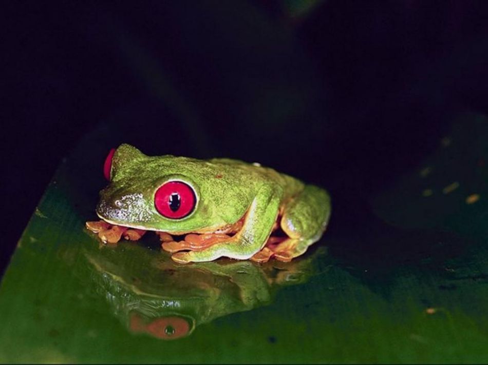 美丽毒骷蛙：毒性之外的惊艳特质