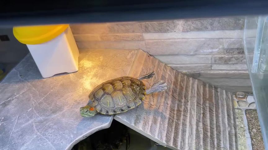 奇幻玄龟：摄影师镜头下的神秘生物