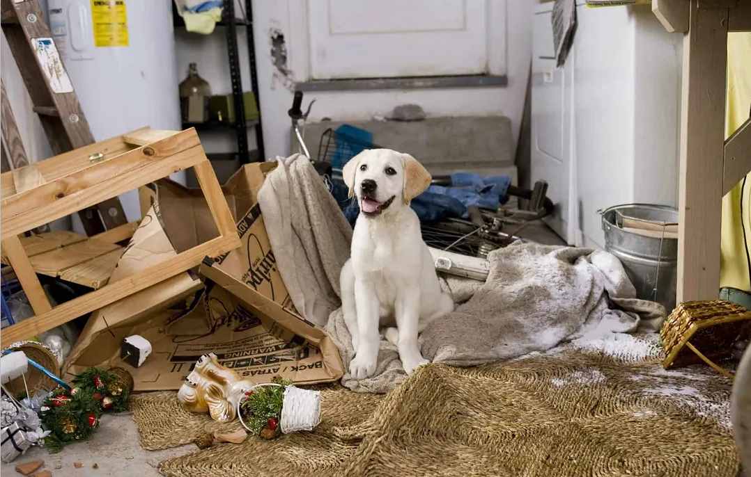 影视狗极速飞车全集播放可以吗_影视猫下载手机版_影视狗